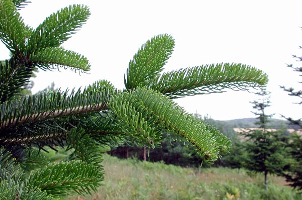 semence Sapin de Bornmueller ABIES BORNMUELLERIANA