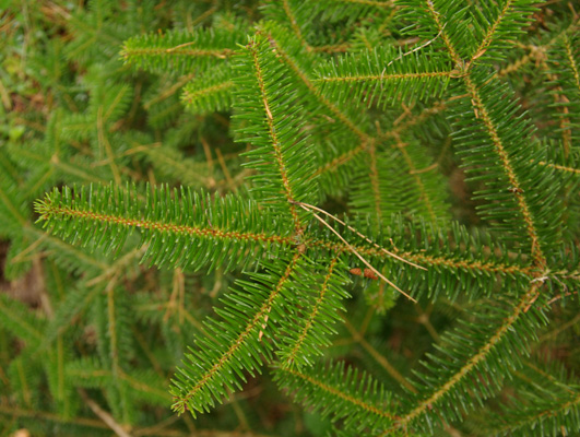 semence Sapin de Grèce ABIES CEPHALONICA