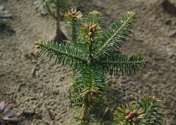 semence Sapin de Fraser ABIES FRASERI