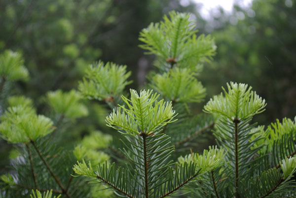 semence Sapin subalpin ABIES LASIOCARPA