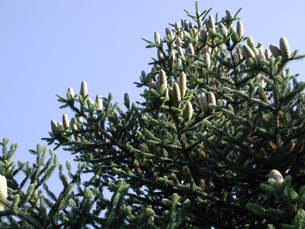 semence Sapin d'Espagne ABIES PINSAPO