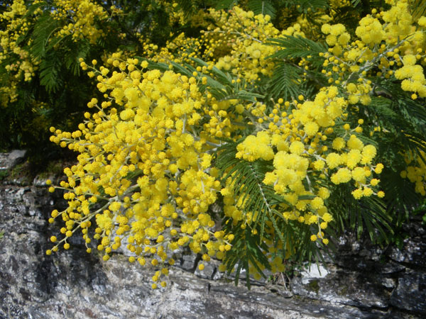 semence Mimosa d'hiver ACACIA DEALBATA