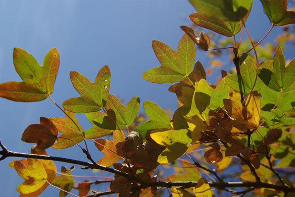 semence Erable de Montpellier ACER MONSPESSULANUM