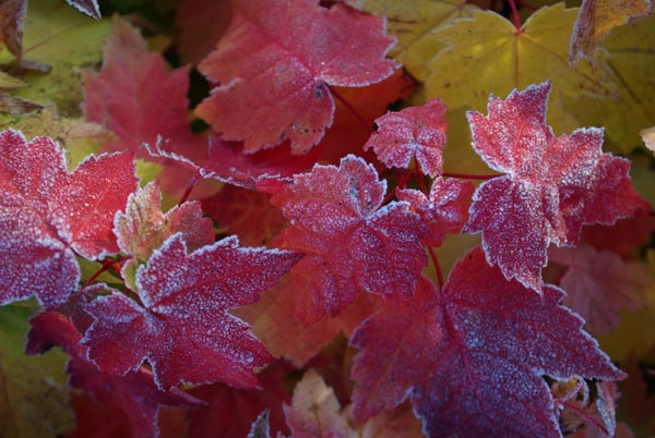 semence Erable rouge ACER RUBRUM