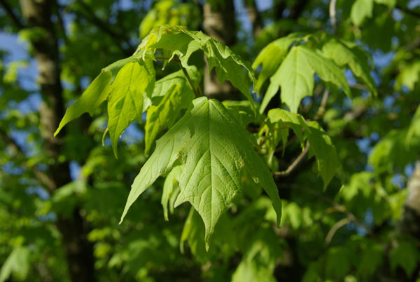 semence Erable à sucre ACER SACCHARUM