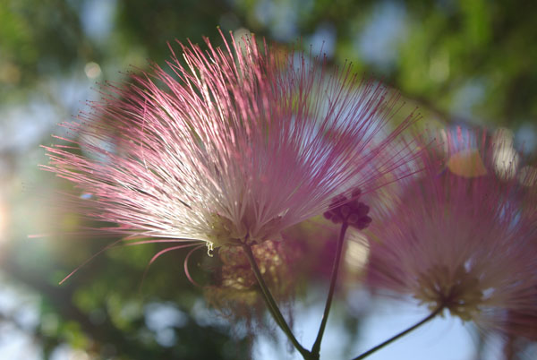 semence Arbre de soie ALBIZZIA JULIBRISSIN