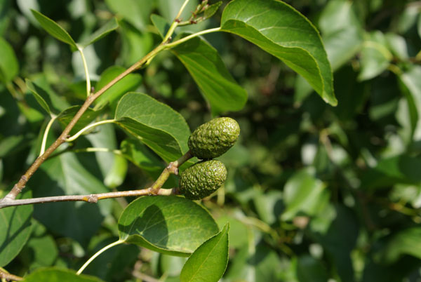 semence Aulne de Corse ALNUS CORDATA