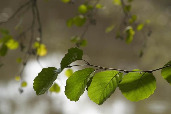 semence Aulne glutineux ALNUS GLUTINOSA