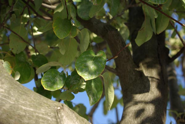 semence Amelanchier du Canada AMELANCHIER CANADENSIS