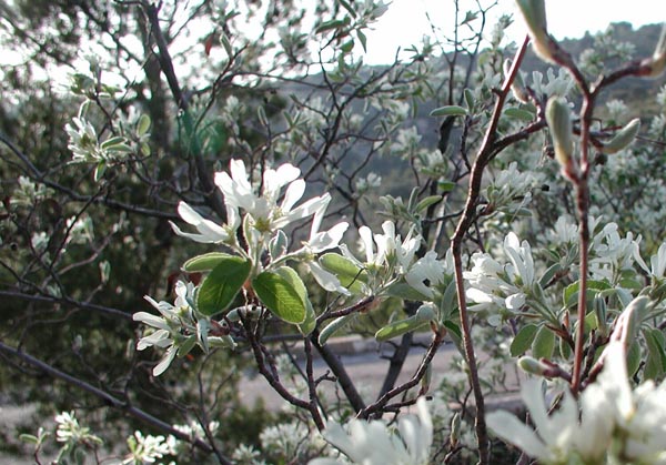 semence Amelanchier des bois AMELANCHIER OVALIS