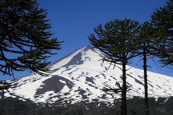 semence Désespoir des singes ARAUCARIA ARAUCANA