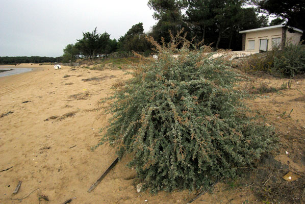 semence Arroche arbrisseau ATRIPLEX HALIMUS