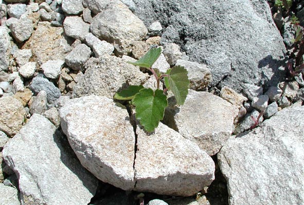 semence Bouleau verruqueux BETULA PENDULA