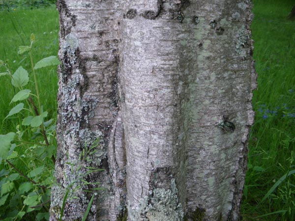 semence Bouleau pubescent BETULA PUBESCENS