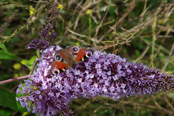 semence Arbre aux papillons BUDDLEIA DAVIDII