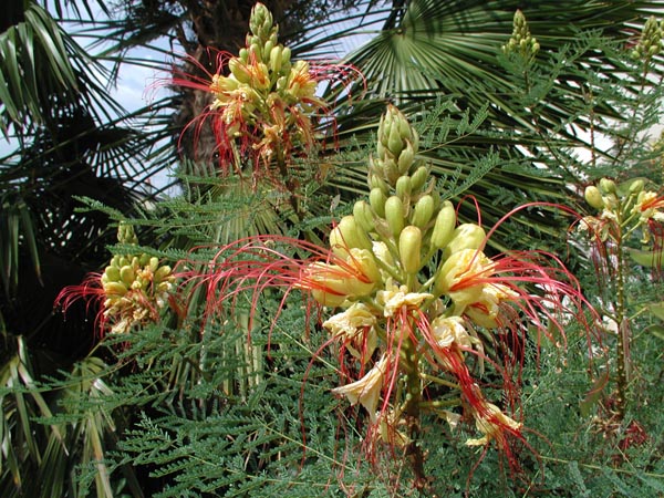 semence Oiseau de paradis CAESALPINIA GILLIESII