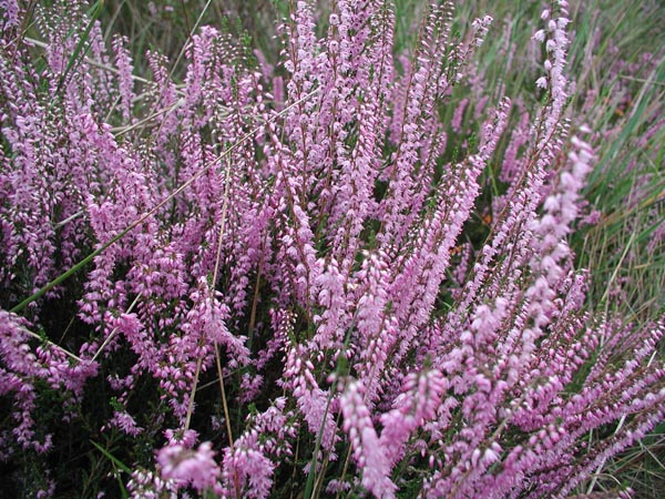 semence Callune CALLUNA VULGARIS