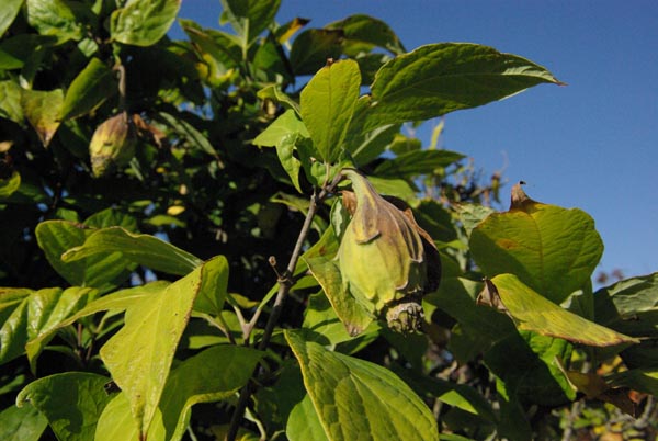 semence Arbre aux anémones CALYCANTHUS FLORIDUS