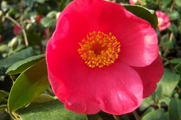 semence Camelia CAMELLIA JAPONICA