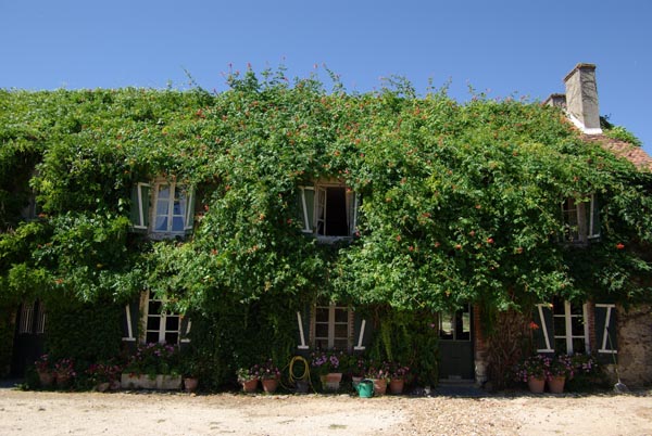 semence Bignone de Virginie CAMPSIS RADICANS