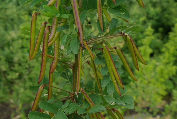 semence Arbre à pois CARAGANA ARBORESCENS