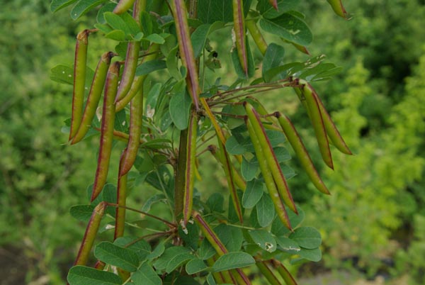 semence Arbre à pois CARAGANA ARBORESCENS