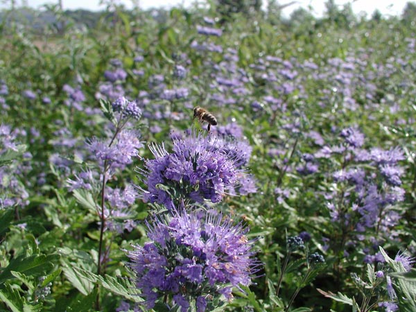 semence Barbe bleue CARYOPTERIS INCANA