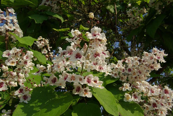 semence Catalpa de Caroline CATALPA BIGNONIOIDES