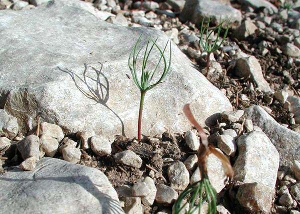 semence Cèdre de l'Atlas CEDRUS ATLANTICA