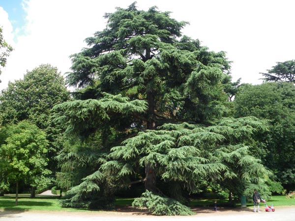 semence Cèdre de l'Himalaya CEDRUS DEODARA