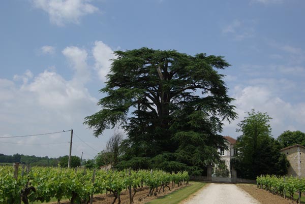 semence Cèdre du Liban CEDRUS LIBANI