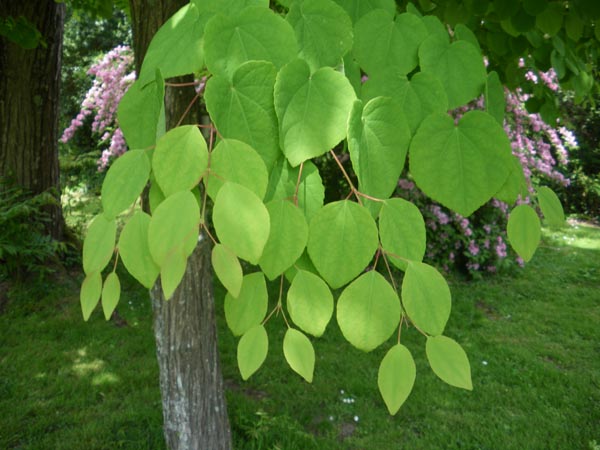 semence Arbre au caramel CERCIDIPHYLLUM JAPONICUM