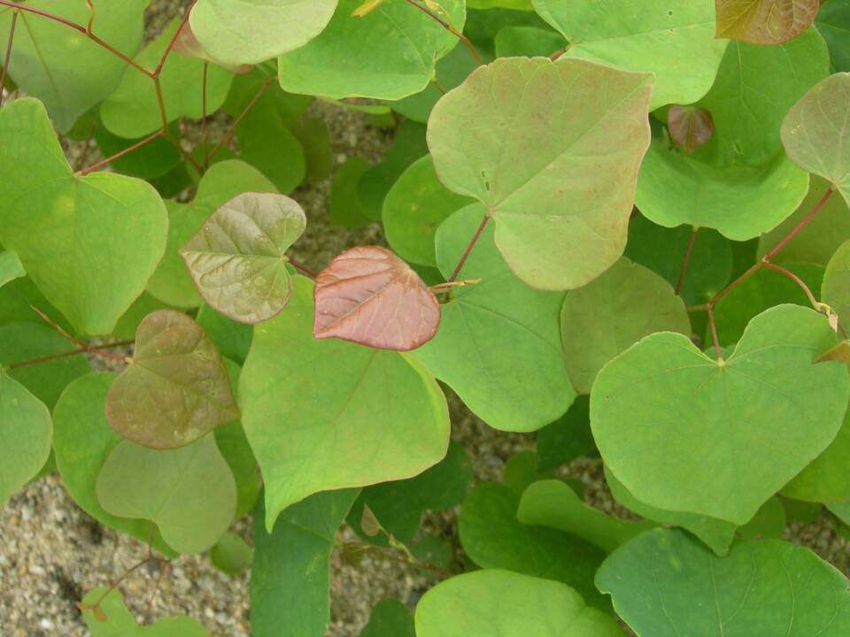 semence Gainier du Canada CERCIS CANADENSIS