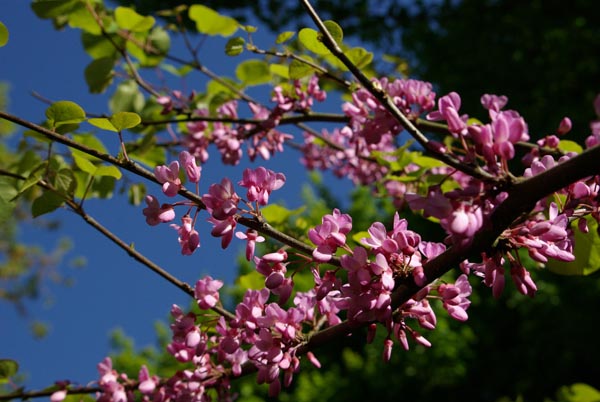 semence Arbre de Judée CERCIS SILIQUASTRUM