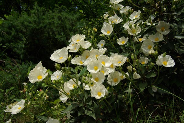 semence Ciste à feuilles de laurier CISTUS LAURIFOLIUS