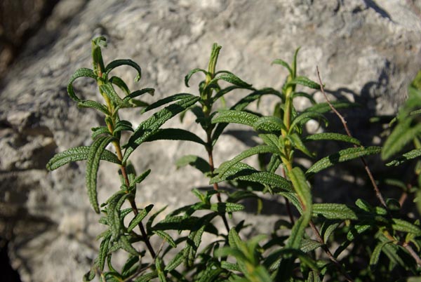 semence Ciste de Montpellier CISTUS MONSPELIENSIS