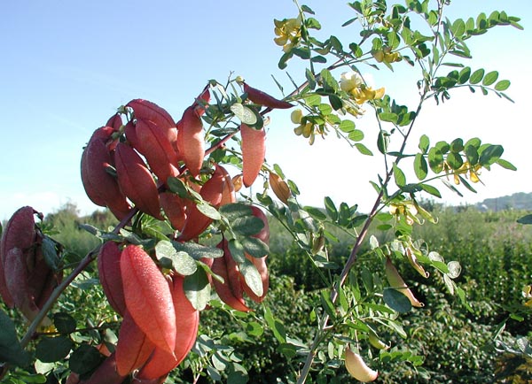 semence Baguenaudier COLUTEA ARBORESCENS