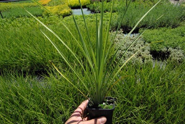 semence Cordyline CORDYLINE AUSTRALIS