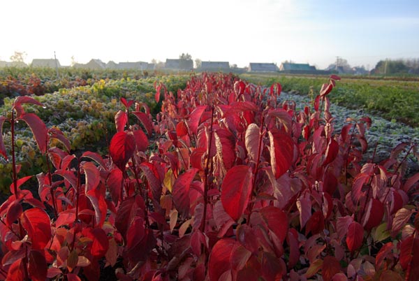 semence Cornouiller blanc CORNUS ALBA