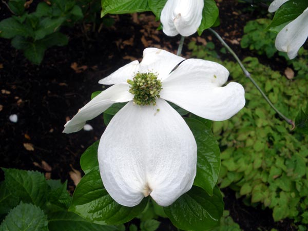 semence Cornouiller à fleurs CORNUS FLORIDA