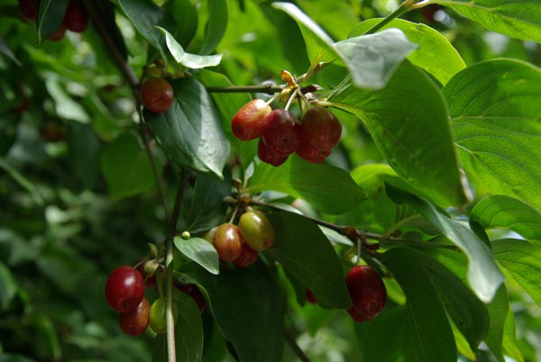 semence Cornouiller mâle CORNUS MAS