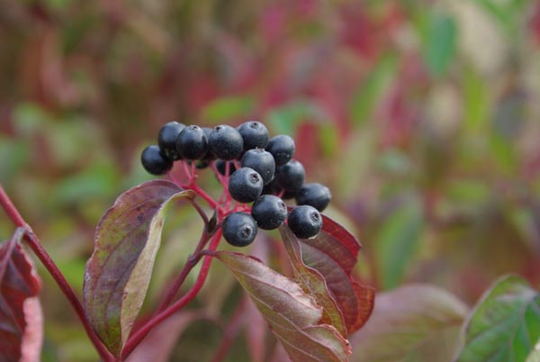 semence Cornouiller sanguin CORNUS SANGUINEA