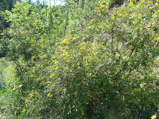 semence Coronille arbrisseau CORONILLA EMERUS