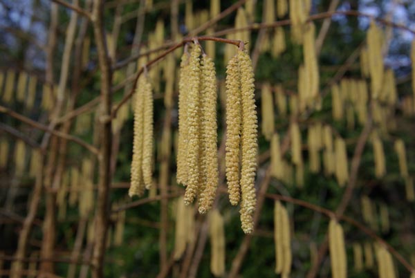 semence Noisetier CORYLUS AVELLANA