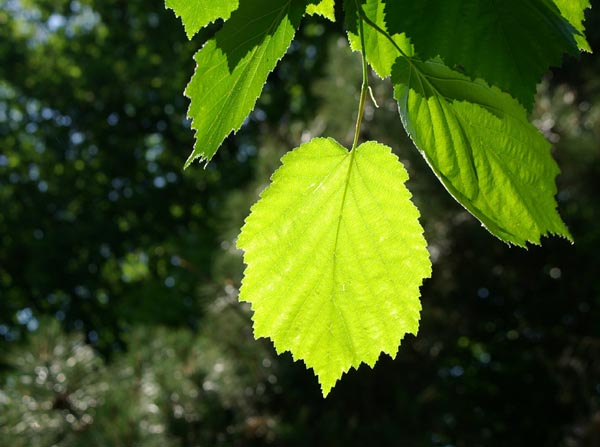 semence Noisetier de Byzance CORYLUS COLURNA