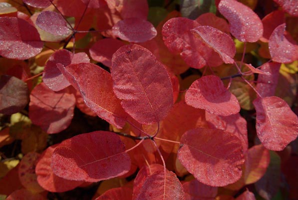 semence Arbre à perruques COTINUS COGGYGRIA