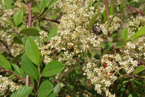 semence  COTONEASTER LACTEUS