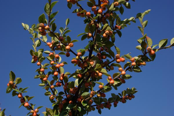 semence Cotoneaster de Simons COTONEASTER SIMONSII