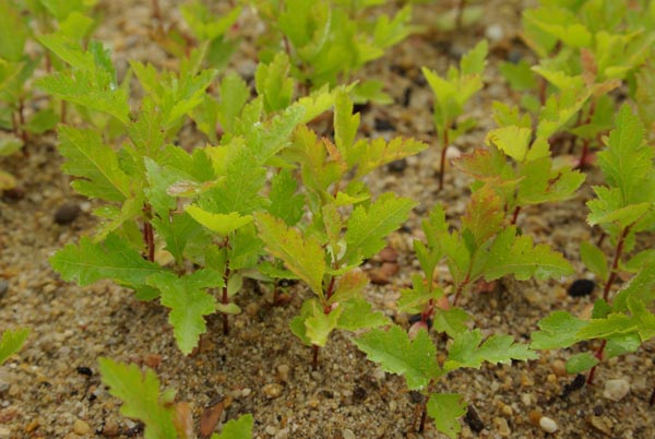 semence Aubépine CRATAEGUS MONOGYNA