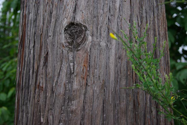 semence Cryptomeria du Japon CRYPTOMERIA JAPONICA